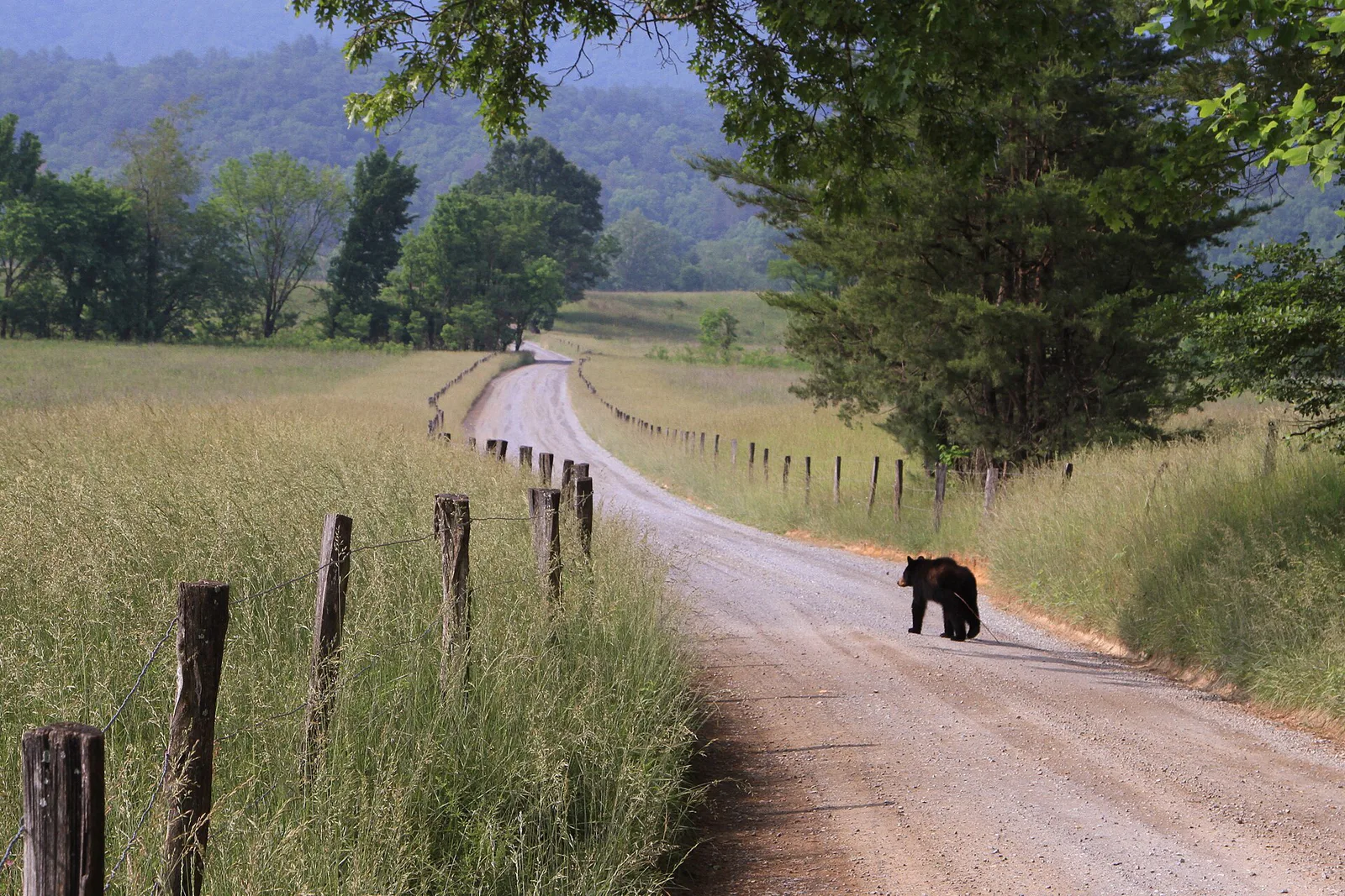 A black bear moving through the grass near Hyatt Lane in Cades Cove