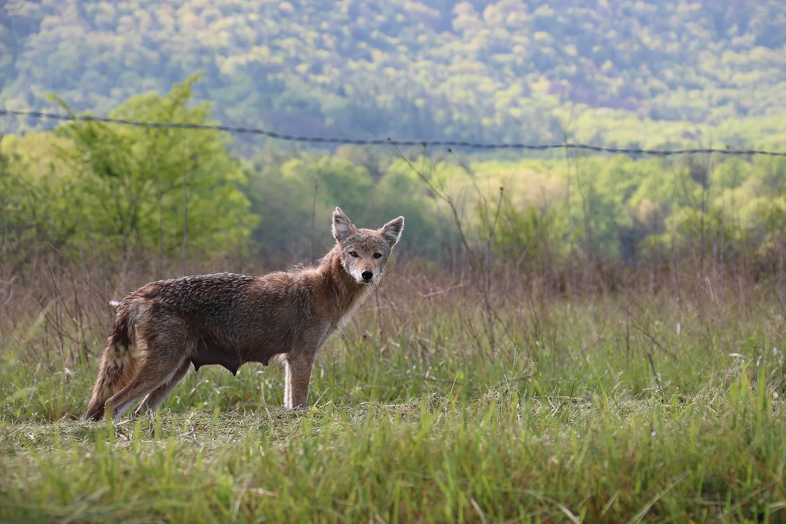 Coyotes in the Cades Cove landscape