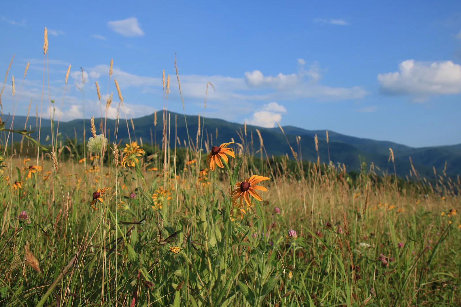 John Oliver Cabin in Cades Cove