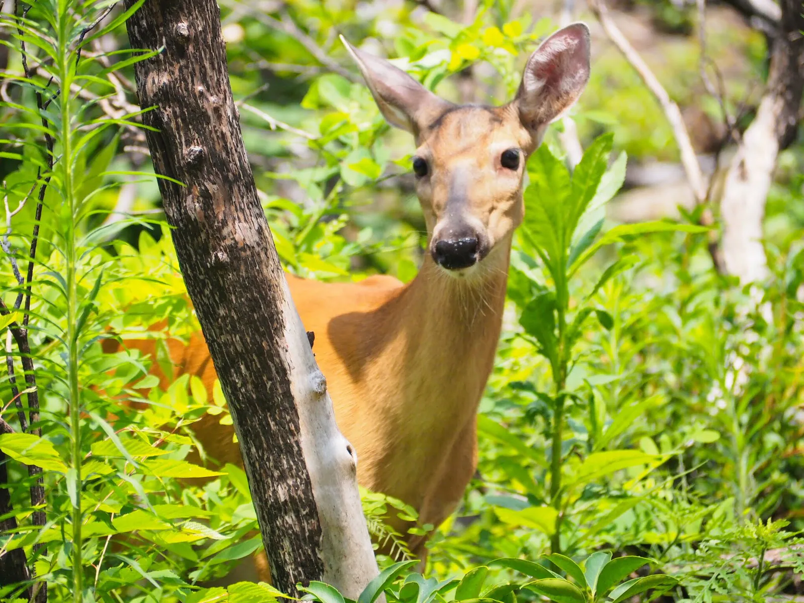 White-tailed deer in the Cades Cove landscape