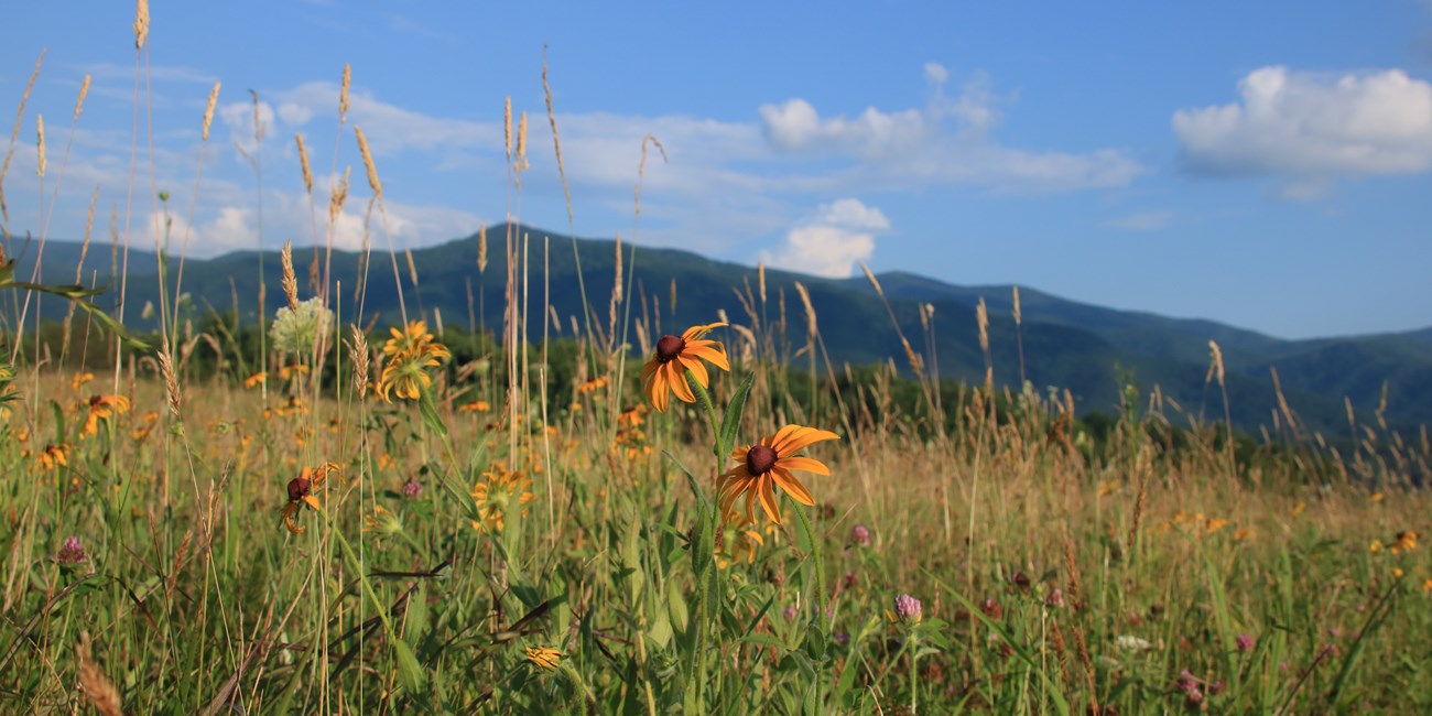 Wildflowers and mountain views across Cades Cove