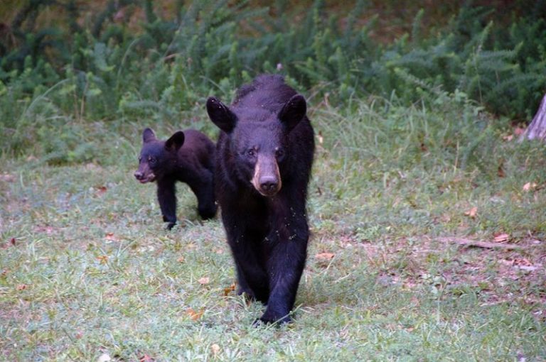 Black bear in the Cades Cove area