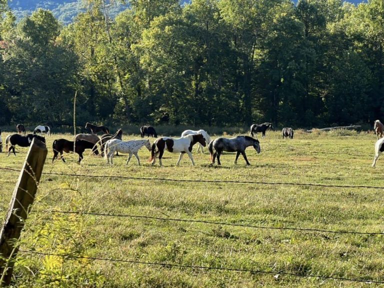 Anthony Creek Horse Camp - horses - Visit Cades Cove