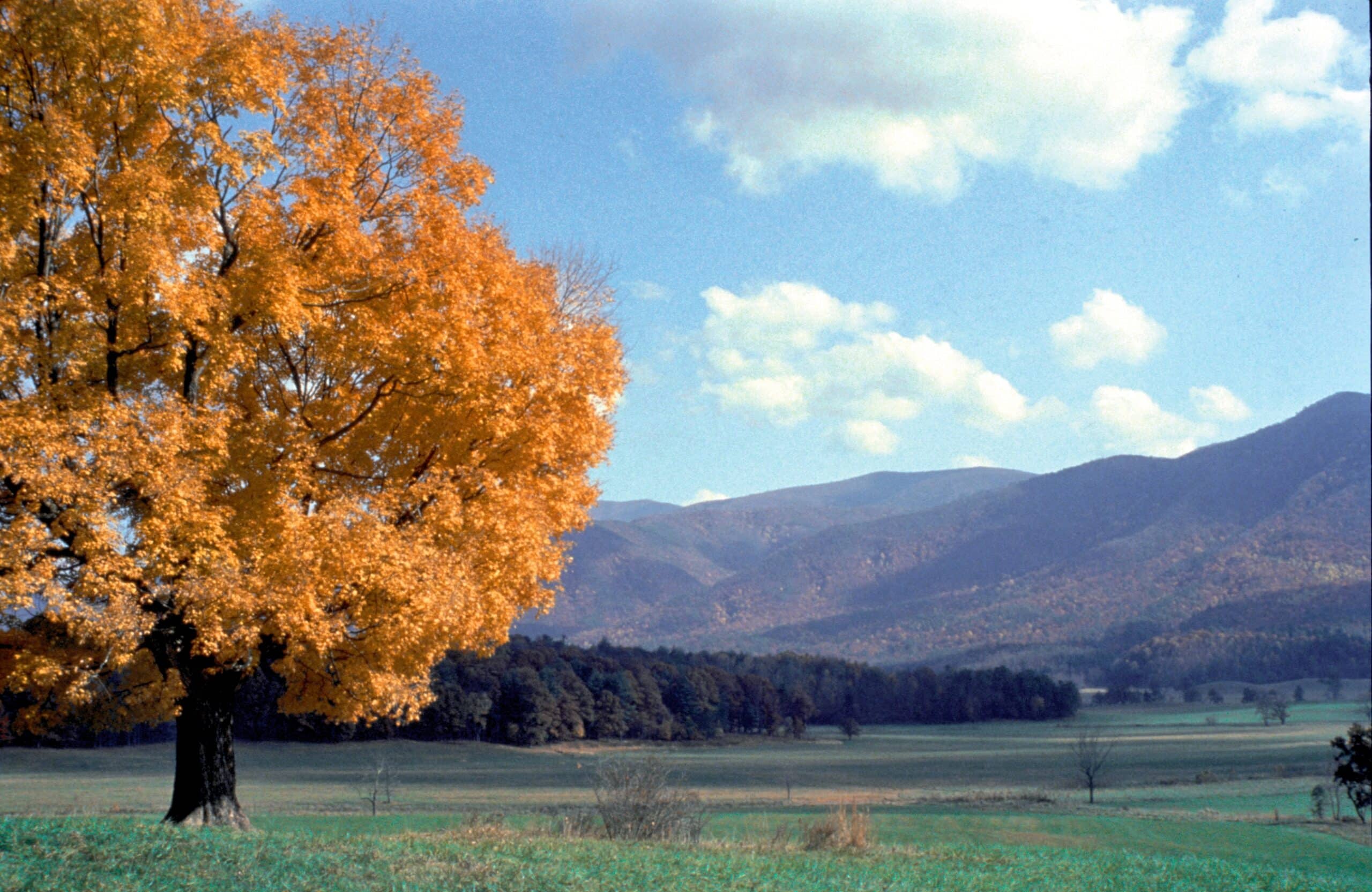 Golden autumn tree beside an open field in Cades Cove, with mountains beyond