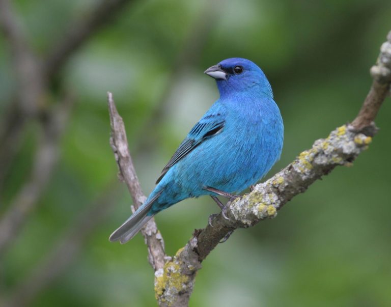 Indigo Bunting