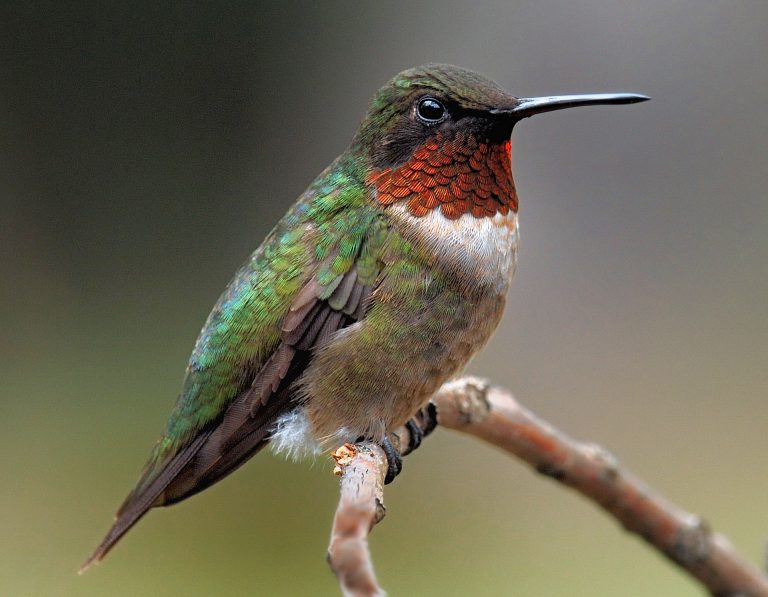 Ruby Throated Hummingbird