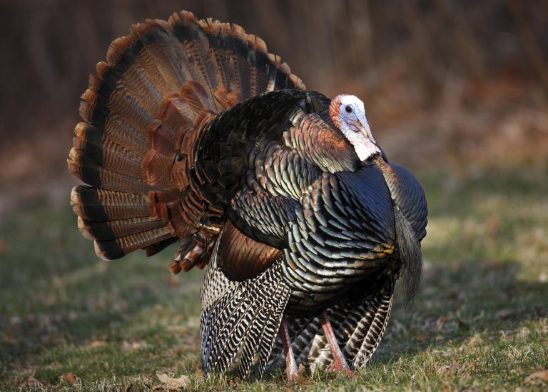 Cades Cove WIld Turkey