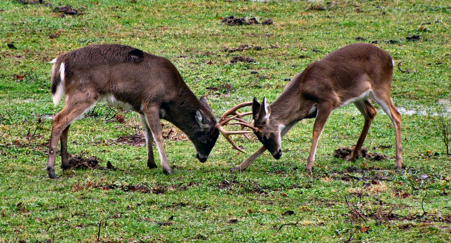 Two white-tailed bucks locking antlers in Cades Cove